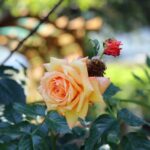 2026年5月アナザースカイBGM・音楽・使用曲／宮沢氷魚